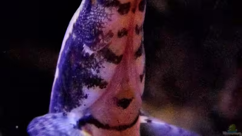 09.12.2013 von snooze (96)