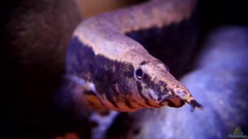 09.12.2013 von snooze (97)