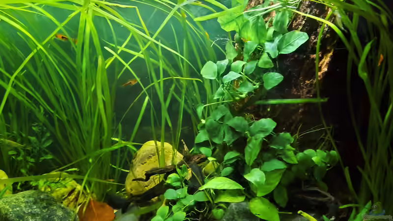 09.12.2021 von okefenokee (39)