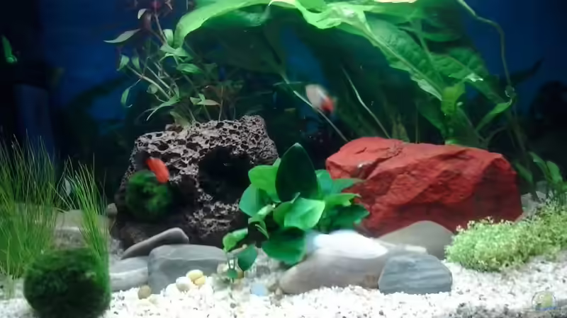 09/2013 Mooskugeln, Nadelsimse, Perlkraut von Jody Wynn (14)