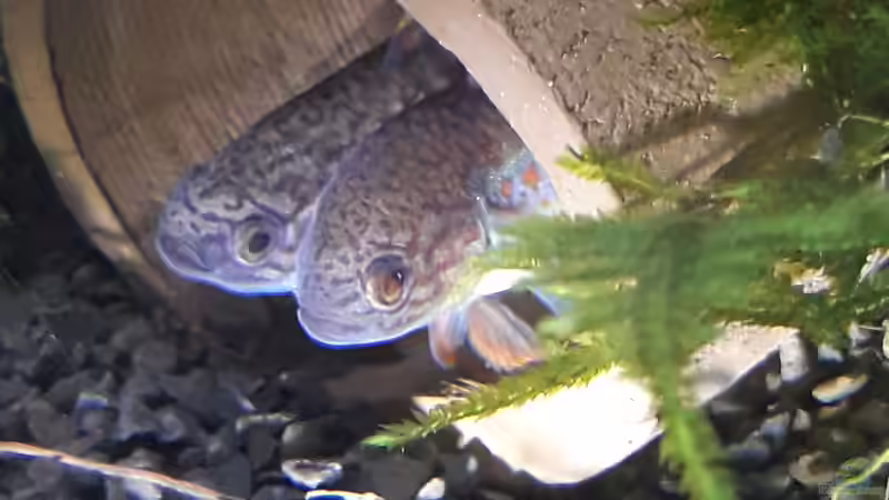 1...2...3 was seh ich da... von Glücksscherbe (23)