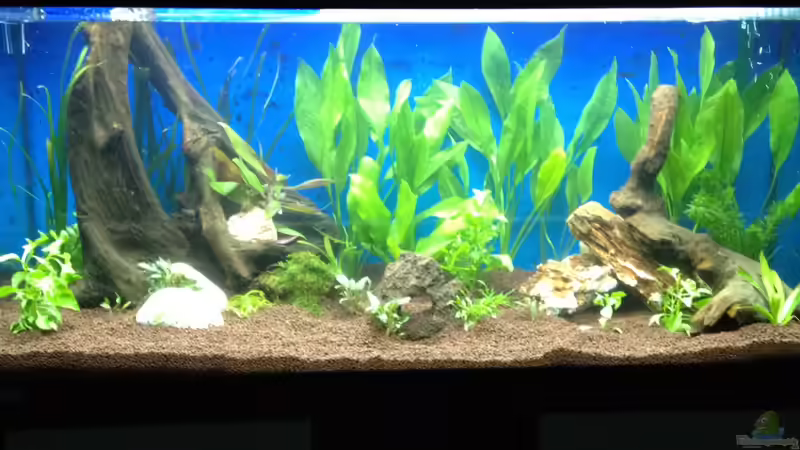 1.. von Tobiaschwilly (2)