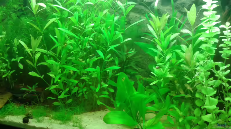 1. April 2014 links von Deoroller (20)