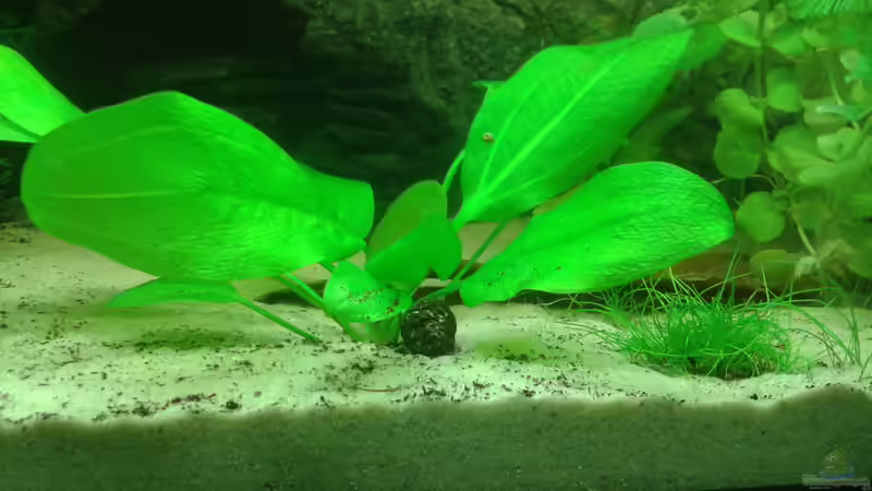 1. April 2014 mitte von Deoroller (37)