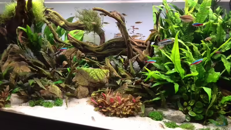 1. Aquascape von Vancouver2010 (1)
