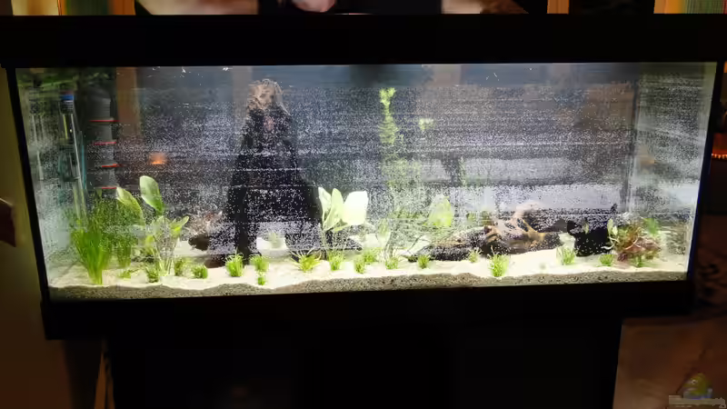 1. Befüllung mit viel Sauerstoffbläschen von Kirschfleckjäger (14)