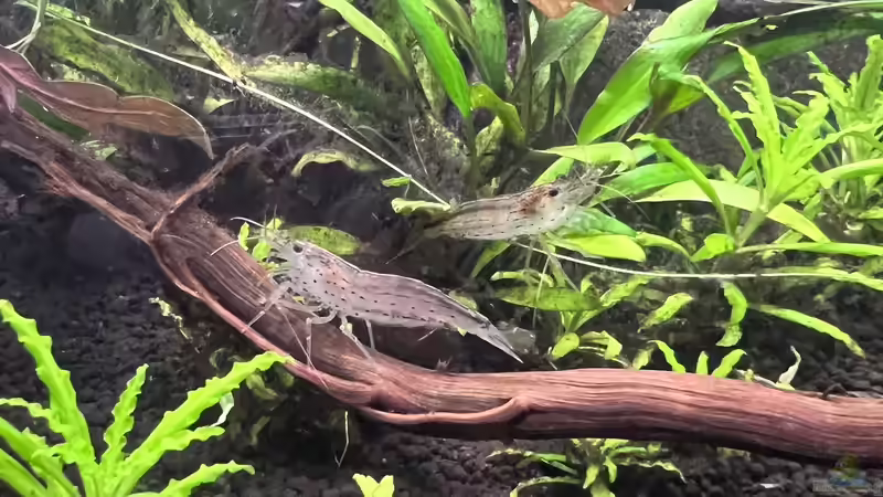 1. Besatz von Rena (19)