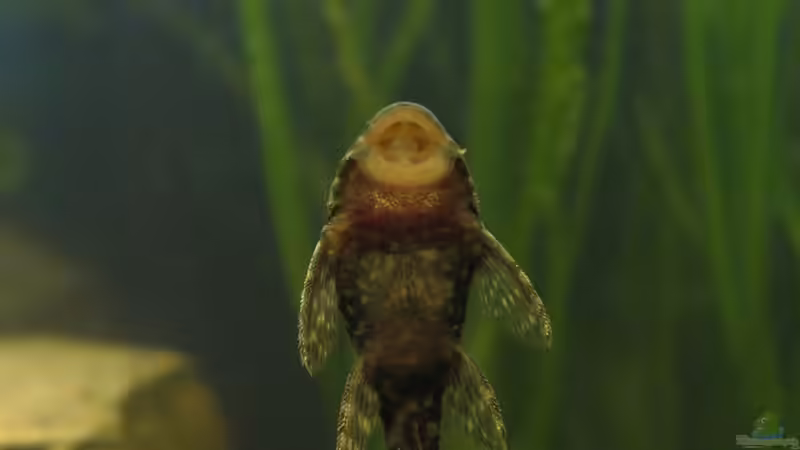 1. Bewohner: Ancistrus mit 3,5cm Länge von Christian Messner (5)