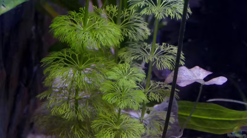 Cabomba aquatica im Aquarium (Einrichtungsbeispiele mit Feinblättrige Riesenhaarnixe)