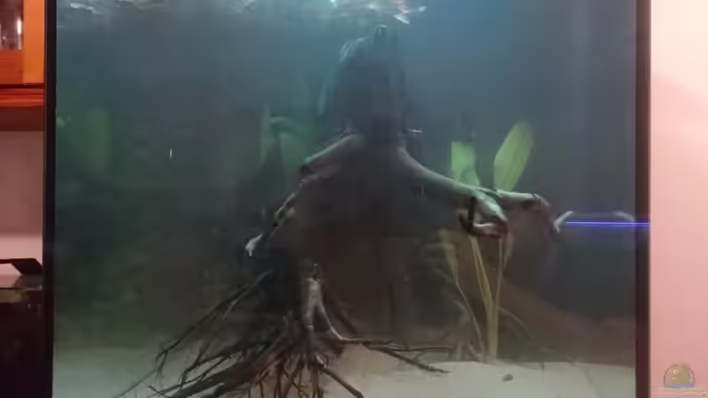 1. Flutung von Max Wolf (5)