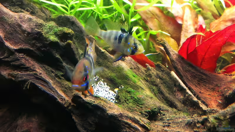 1. Gelege der Schmetterlingsbuntbarsche von bocap (29)