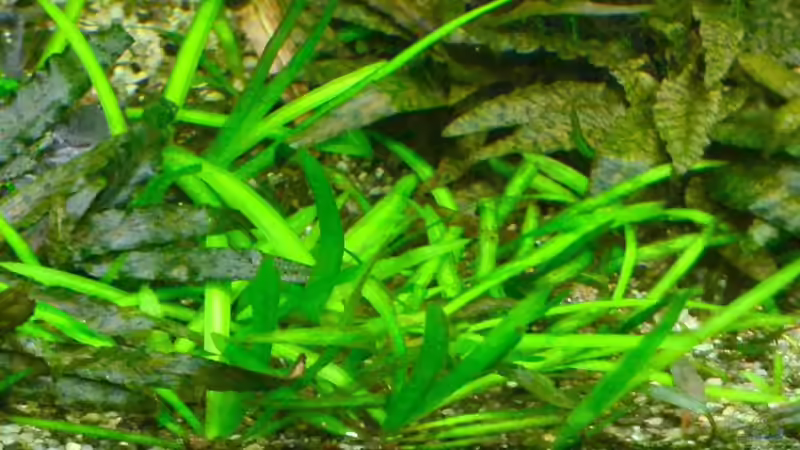 1. Geltendes Pfeilkraut  von Daniela (6)