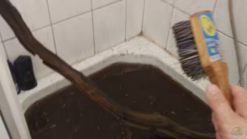 1. grobe Säuberung - was eine Schweinerei... ;) von Tiburón (37)