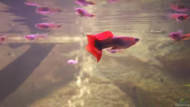 1. Guppy-Nachwuchs m (aufgenommen 30.08.06) von Monika Maier (17)