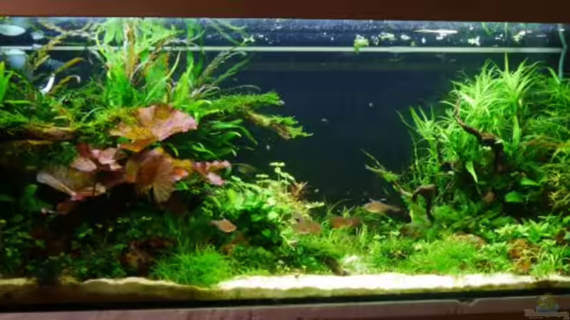 1. Januar 2015 von Zebraschneggla (15)