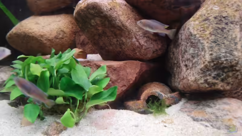 1. Juli 2008 von axxlon (10)