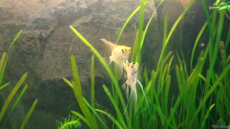 1. Juni 2012 von Marina (13)