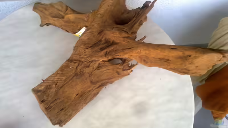 1. Mangrovenwurzel von Steven Tumma (29)