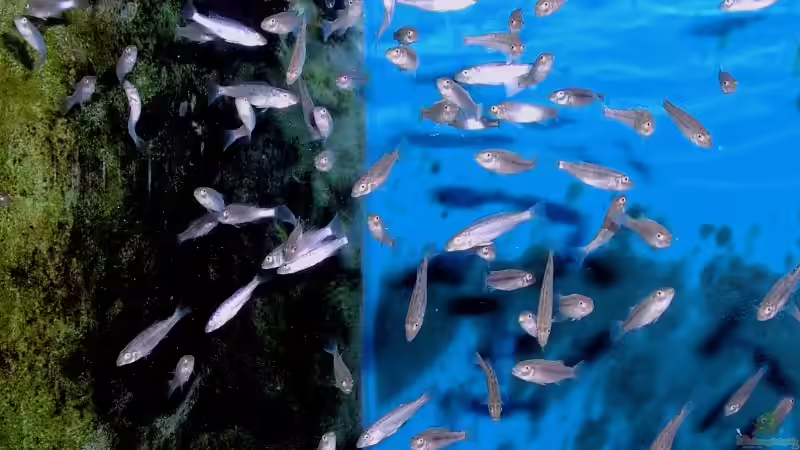 1. NZ R. ferox yellow fin ca.3cm/ Dez. 2005  von Wolfgang Schlader (14)