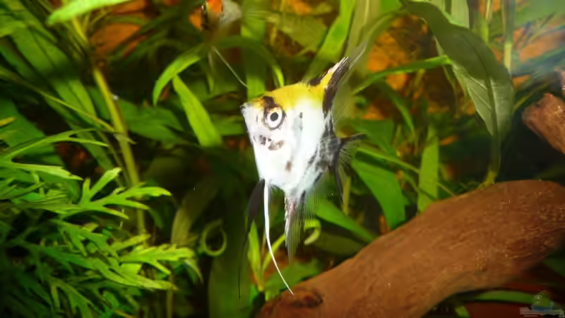 1. Segelflosser Gold von Helmut Stallhofer (19)