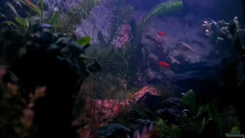 1. Sonnenuntergang für die 2 platies aus eigener Zucht . Beide wurden wunderbar von Sven Schaefer (5)