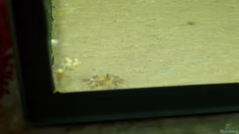 1. tag nach dem Schüpfen von Frank Broneske (10)