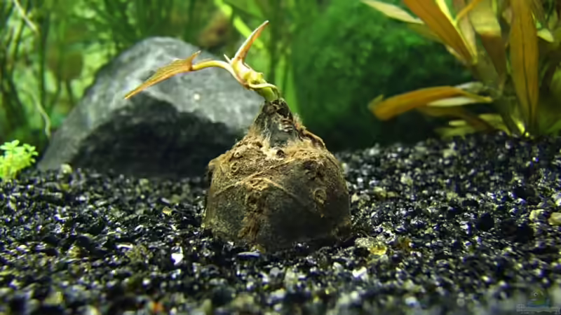 1. Tag von Zwiebel (4)