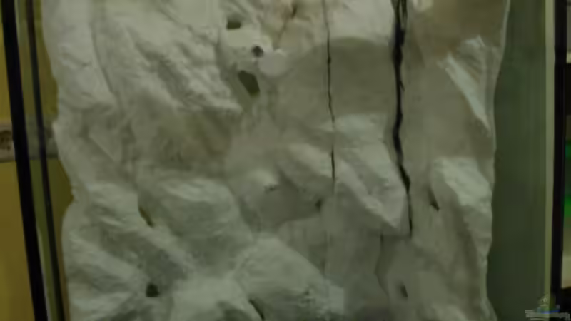 1. Versuch aber zu groß geraten und nur in 2 Teilen im Aq unterbringbar von Oliver Czaika (4)