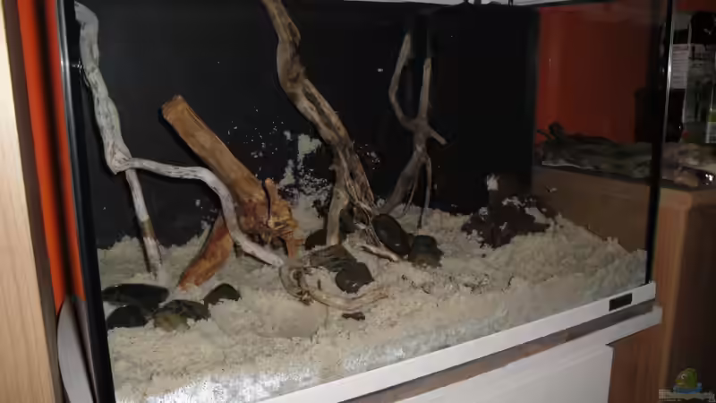 1. Versuch Hardscape von Fischkopp83 (11)