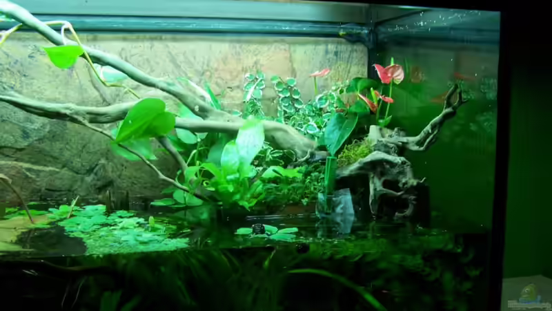 1. Versuch mit Pflanzzone von schnitzler (26)