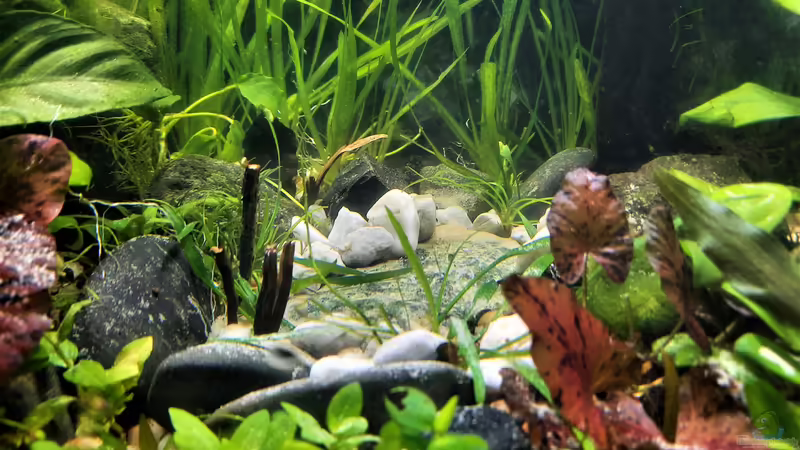 1. Versuch Teich von okefenokee (25)