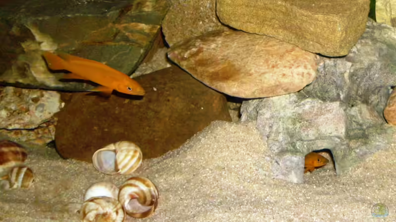 1. Versuch von Angelheart (15)