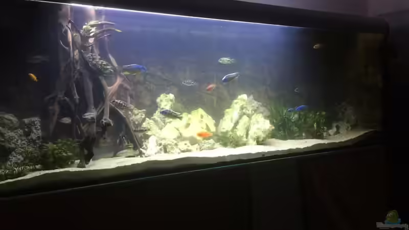 1. Versuch von Lippi (8)