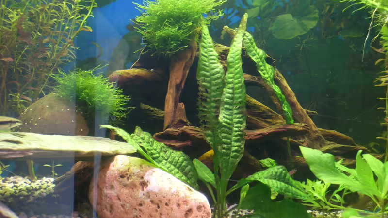 1. Wurzel von Stefano83 (26)