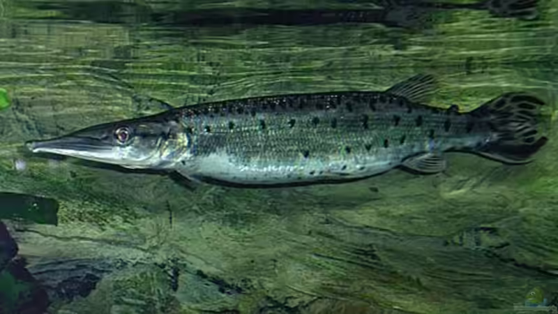 1,0 Boulengerella maculata von Jürgen Herb (8)