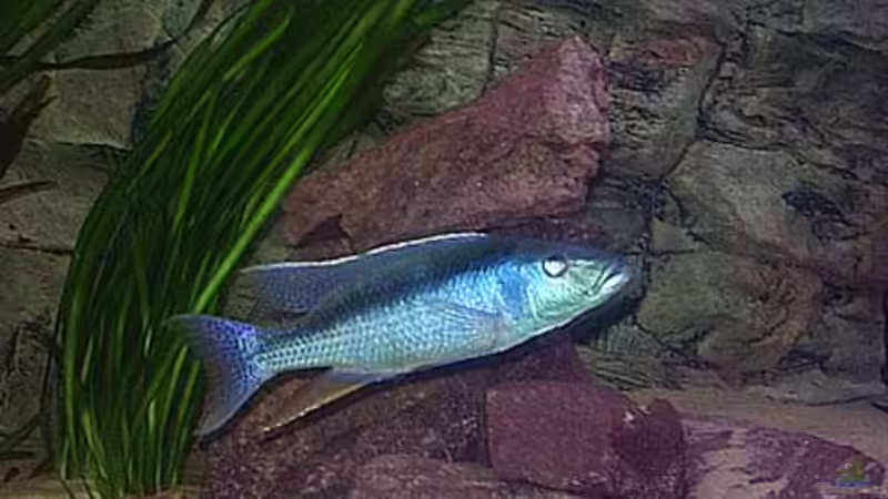 1,0 Champsochromis caeruleus von Jürgen Herb (23)