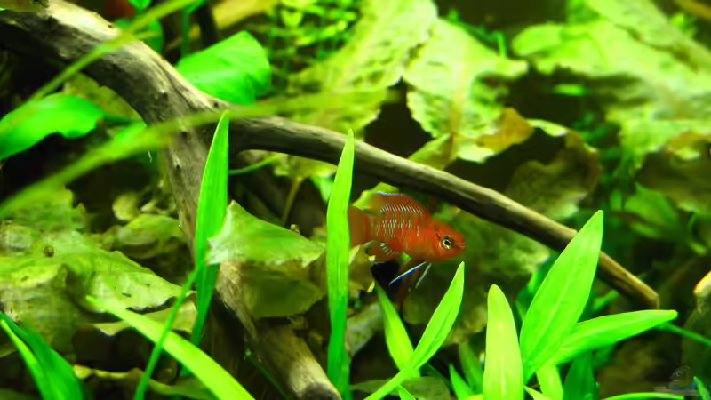 1.0 Dario dario von Nanu (25)