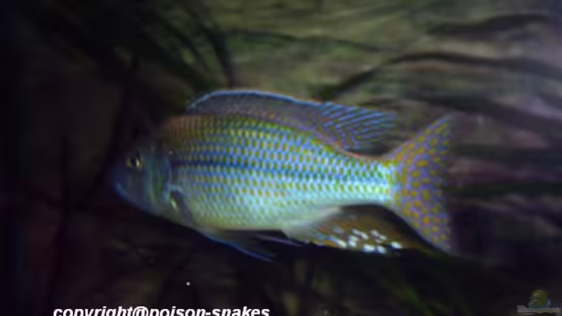 1,0 Dimidiochromis kiwinge von Jürgen Herb (24)