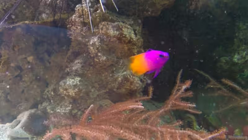 1,0 Gramma loreto von Bluewater (22)