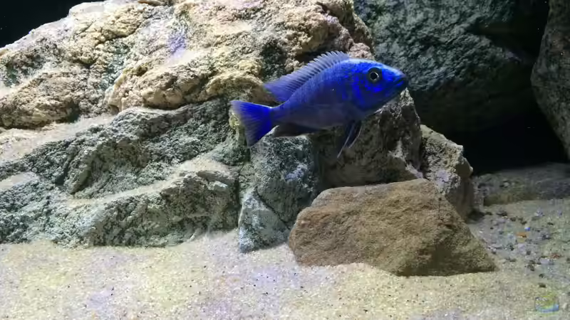1,0 Sciaenochromis fryeri  von Branjo (37)