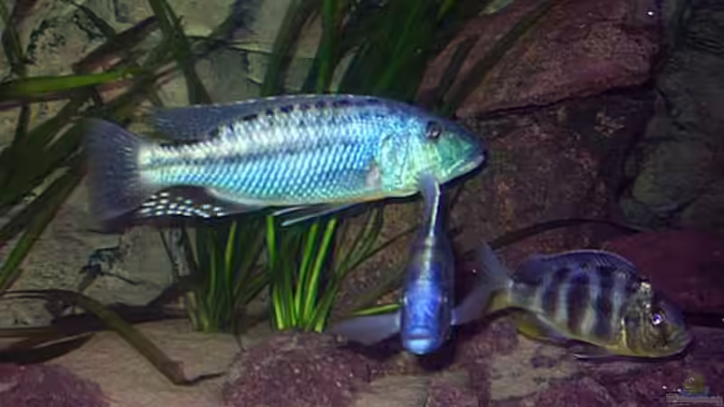Einrichtungsbeispiele für die Haltung von Tyrannochromis maculiceps im Aquarium