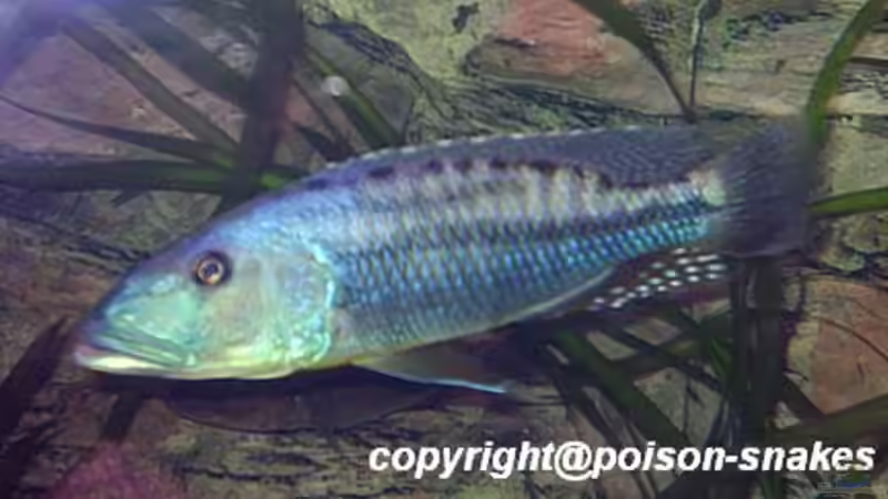 1,0 Tyrannochromis maculiceps von Jürgen Herb (27)