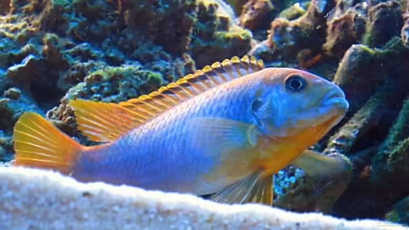 Aquarium einrichten