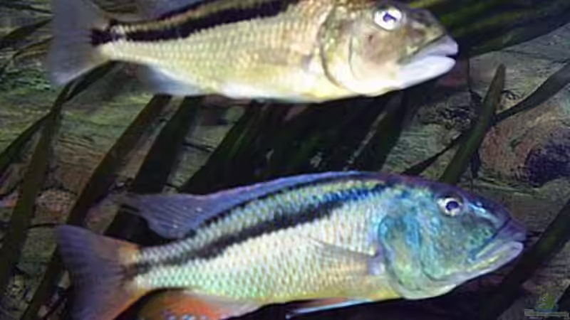 1,1 Aristochromis christy von Jürgen Herb (30)