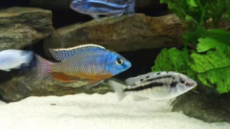 1,1 Boadzulu von Branjo (31)