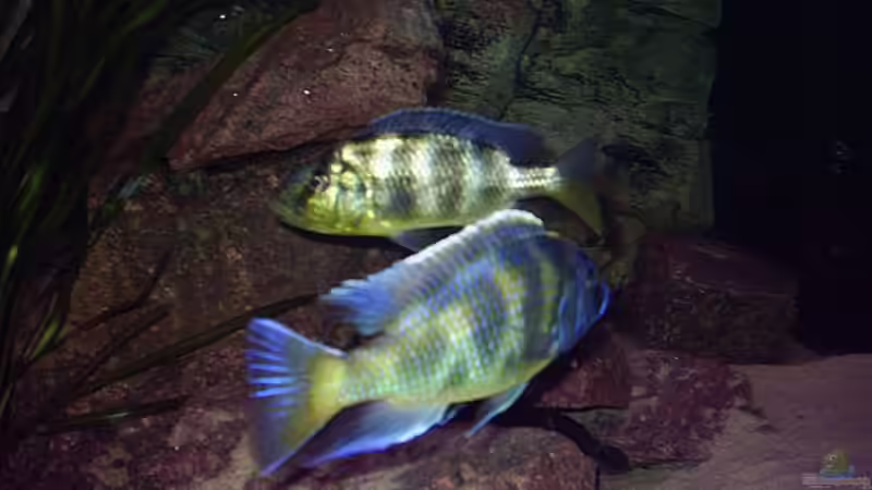 1,1 Nimbochromis venustus von Jürgen Herb (18)