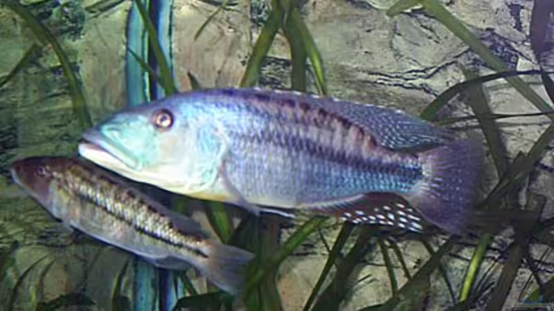 1,1 Tyrannochromis maculiceps von Jürgen Herb (19)