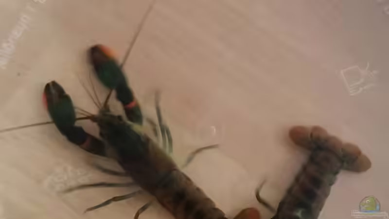 1,2 Feuerkrebse... cherax snowden  von Miss Kasimir (26)