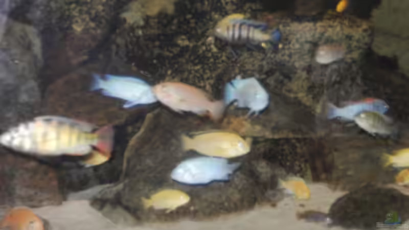 1.2011 von Yvonne-Alison De Bruijne (10)