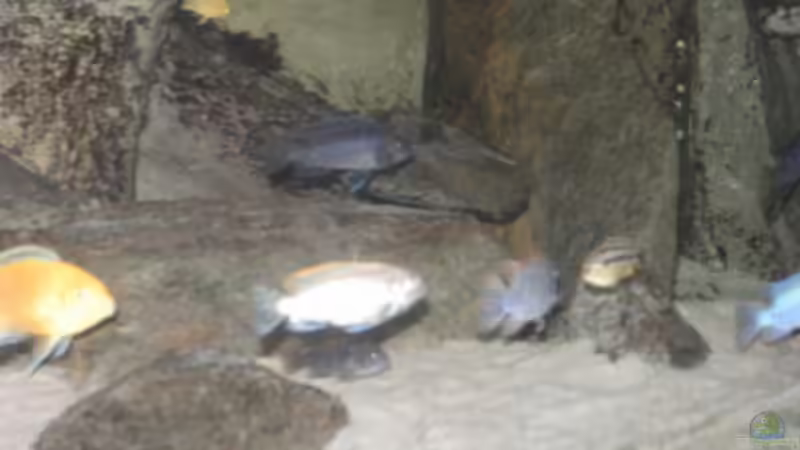 1.2011 von Yvonne-Alison De Bruijne (7)